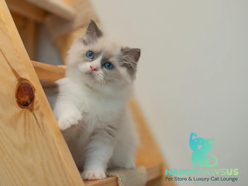 Silas Ragdoll male seal bicolour live animals