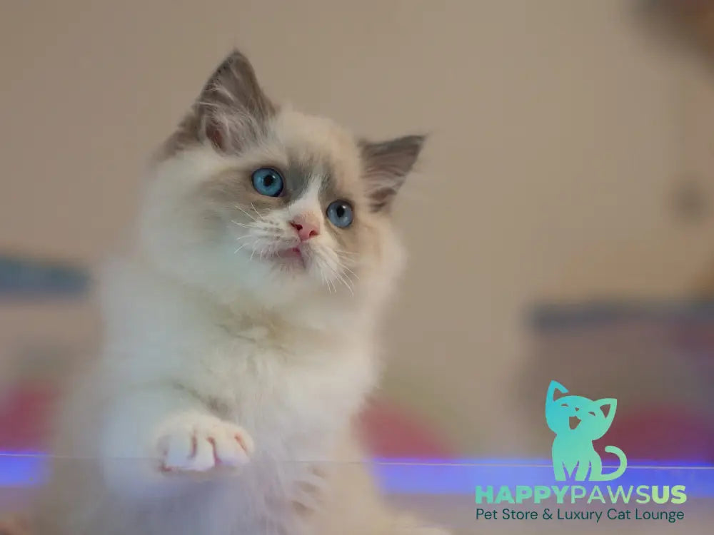 Silas Ragdoll male seal bicolour live animals