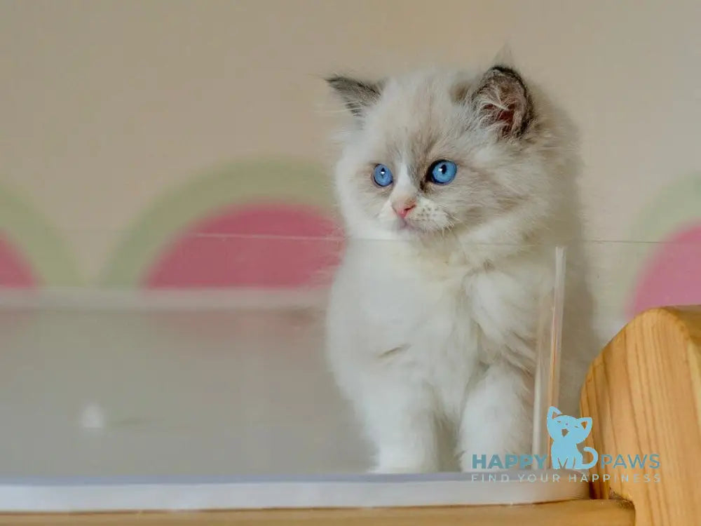 Silas Ragdoll female seal bicolour live animals