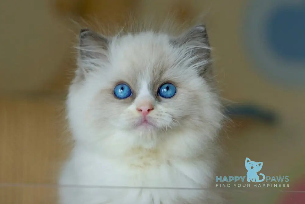 Silas Ragdoll female seal bicolour live animals