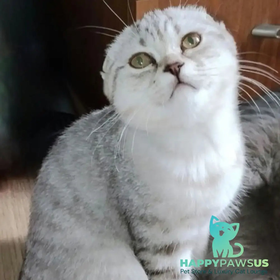 Silent Princess Scottish Fold female lilac silver spotted tabby - live animals