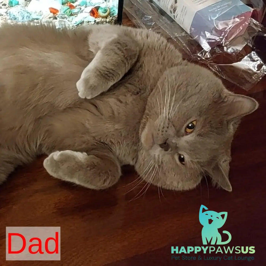 Silent Princess Scottish Fold female lilac silver spotted tabby - live animals
