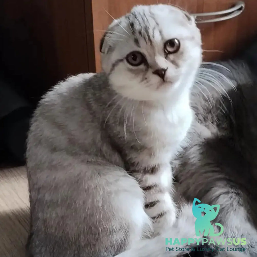 Silent Princess Scottish Fold female lilac silver spotted tabby - live animals