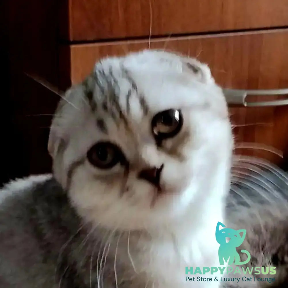 Silent Princess Scottish Fold female lilac silver spotted tabby - live animals
