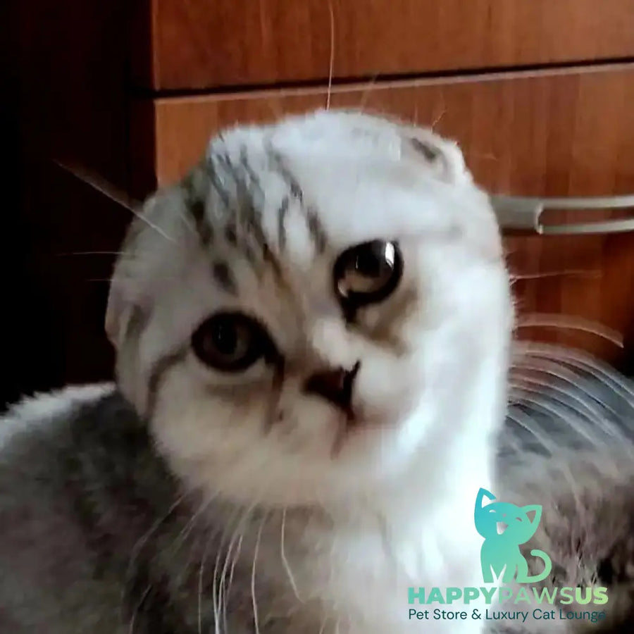 Silent Princess Scottish Fold female lilac silver spotted tabby - live animals