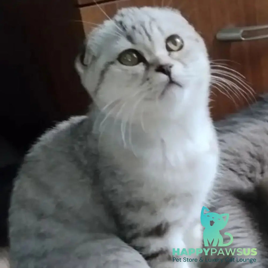 Silent Princess Scottish Fold female lilac silver spotted tabby - live animals