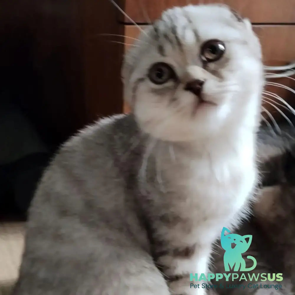 Silent Princess Scottish Fold female lilac silver spotted tabby - live animals