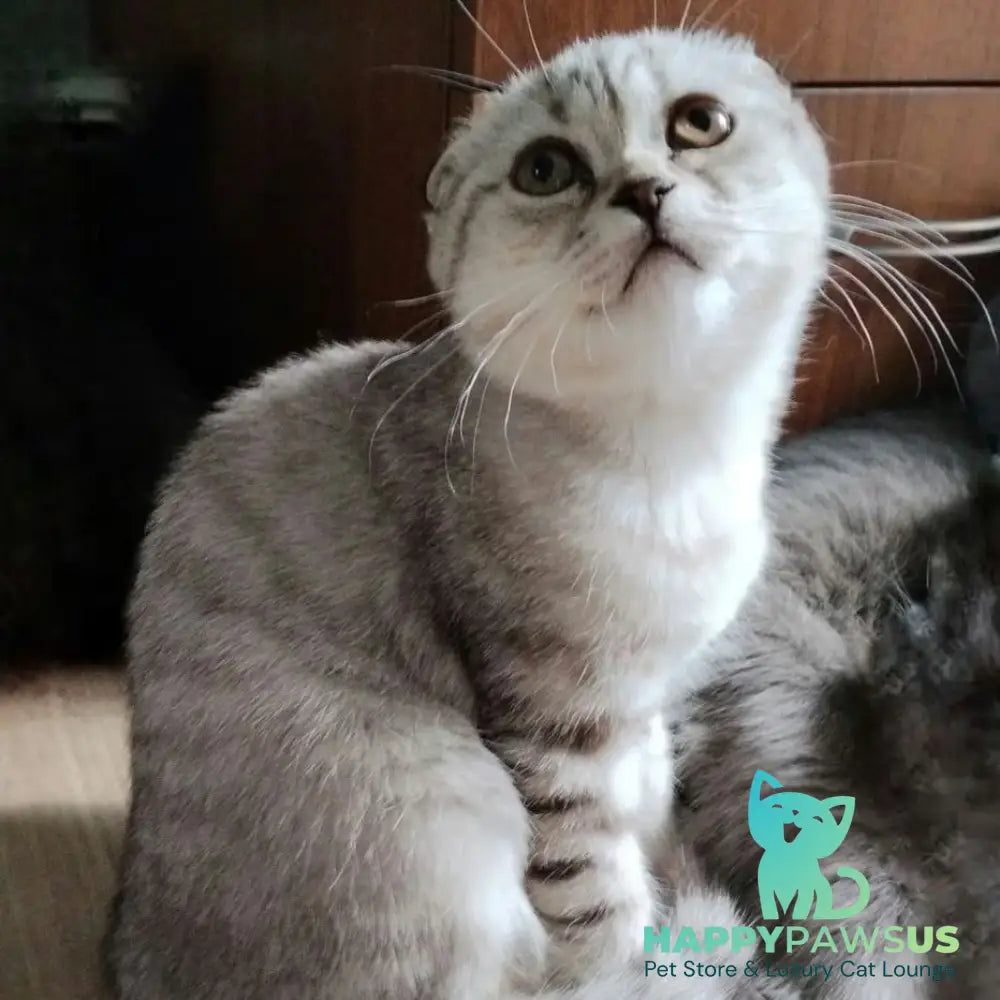 Silent Princess Scottish Fold female lilac silver spotted tabby - live animals