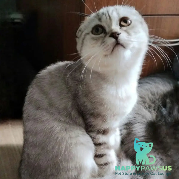 Silent Princess Scottish Fold female lilac silver spotted tabby - live animals