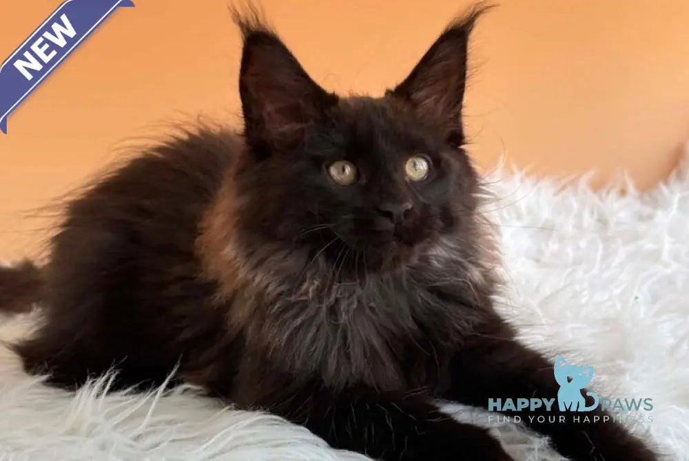 Silva Maine Coon female black silver - live animals