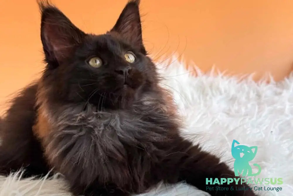 Silva Maine Coon female black silver - live animals