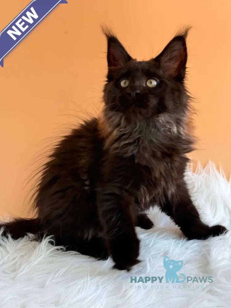 Silva Maine Coon female black silver - live animals