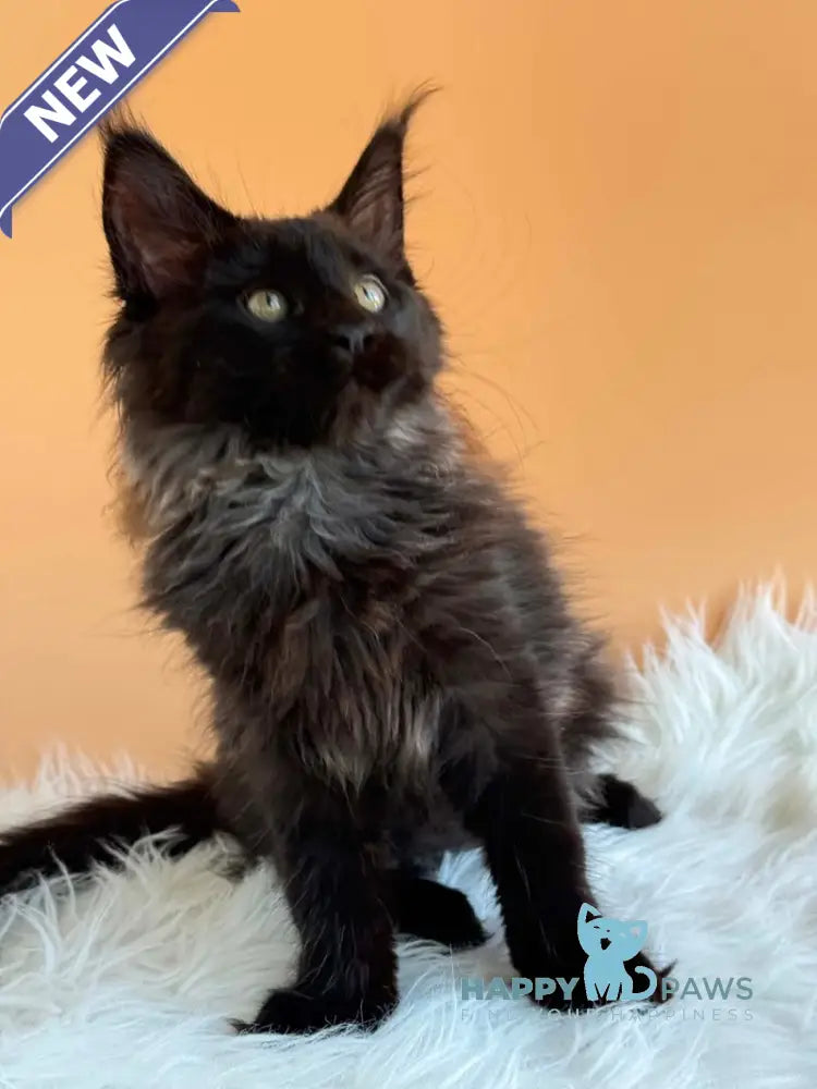 Silva Maine Coon female black silver - live animals