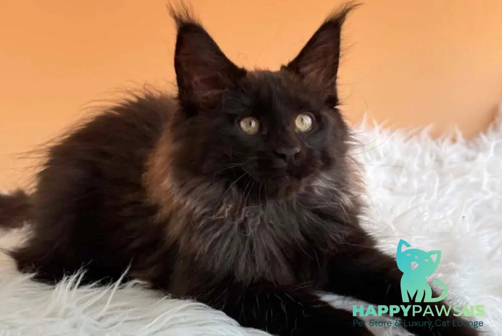 Silva Maine Coon female black silver - live animals
