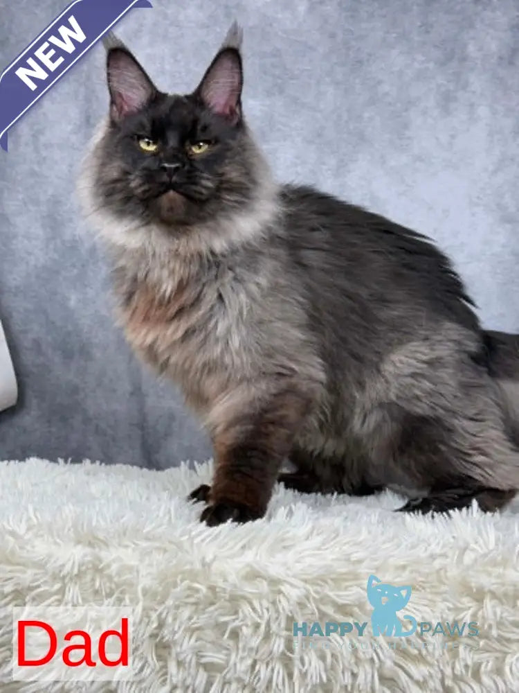 Silva Maine Coon female black silver - live animals