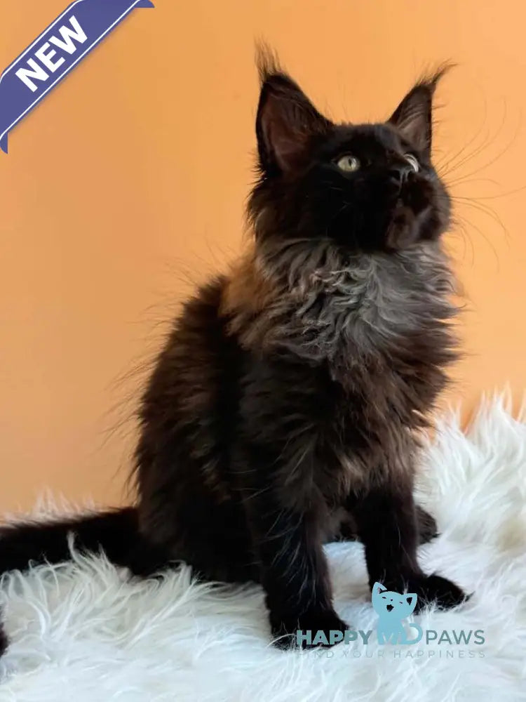 Silva Maine Coon female black silver - live animals