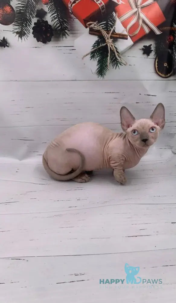 Silver Bambino male blue pointed live animals