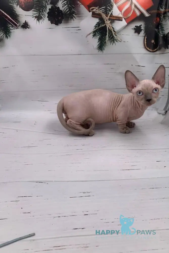 Silver Bambino male blue pointed live animals