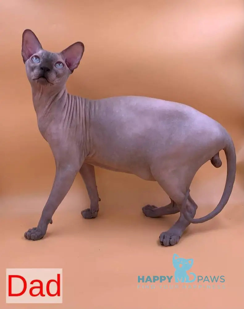 Silver Bambino male blue pointed live animals