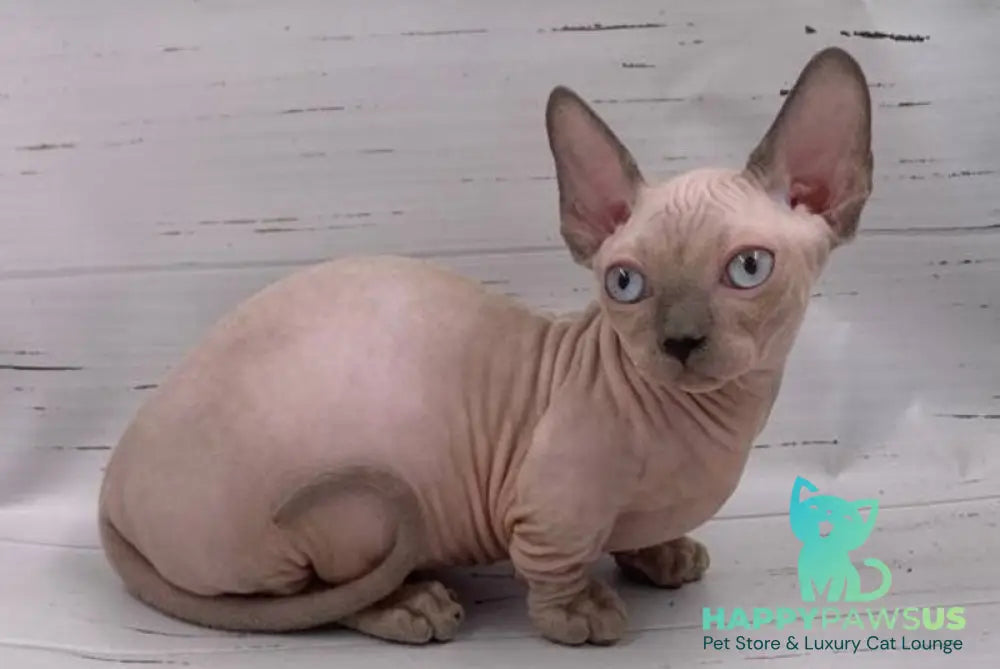Silver Bambino male blue pointed live animals