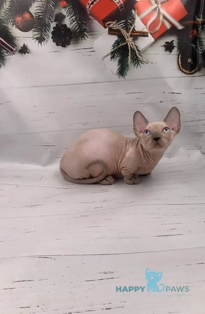 Silver Bambino male blue pointed live animals