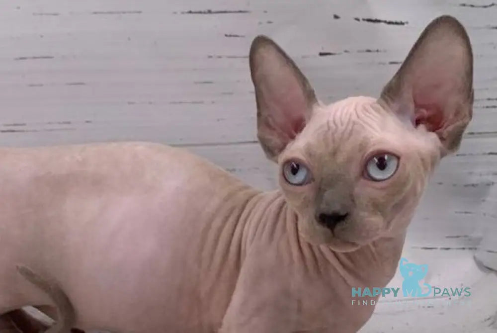 Silver Bambino male blue pointed live animals