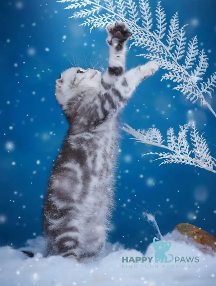 Silver Scottish Fold male black silver tabby live animals