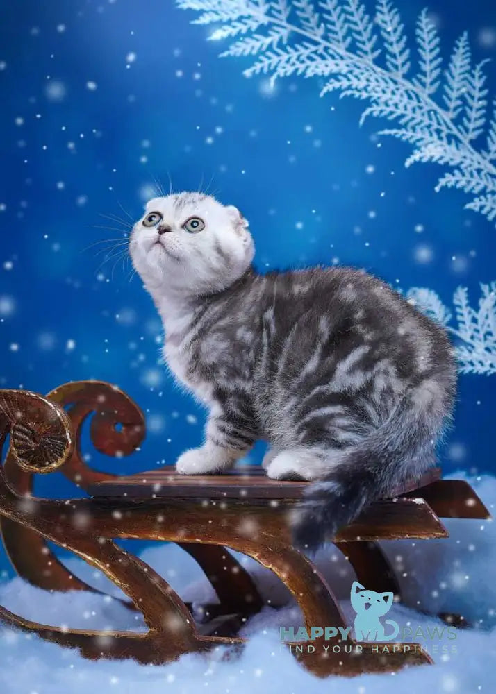 Silver Scottish Fold male black silver tabby live animals