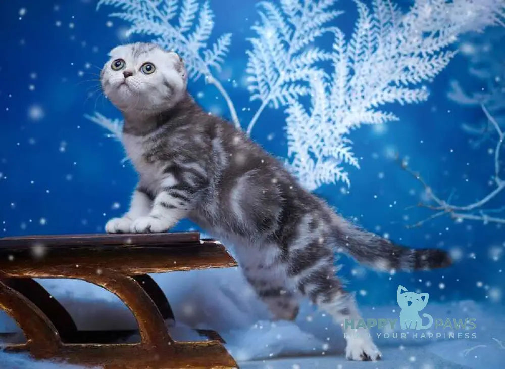 Silver Scottish Fold male black silver tabby live animals