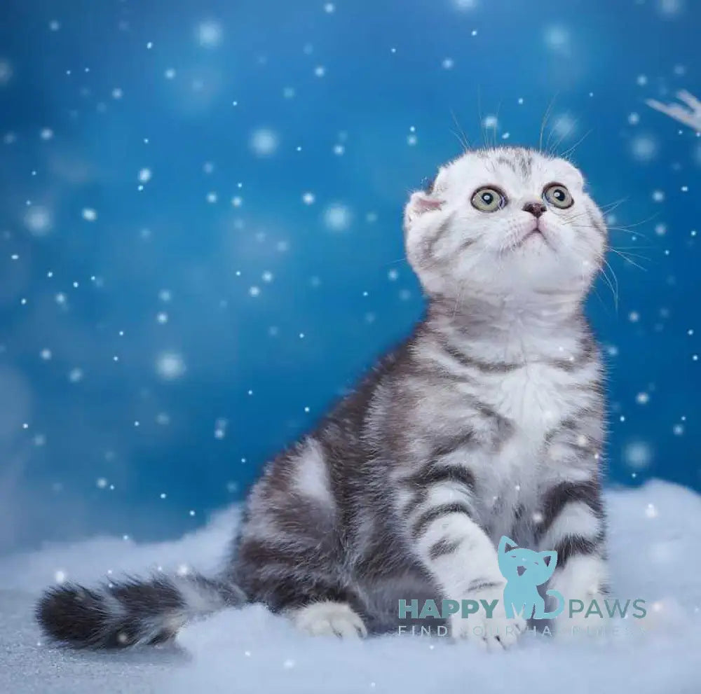Silver Scottish Fold male black silver tabby live animals