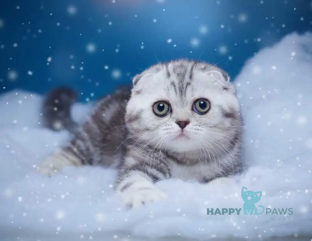 Silver Scottish Fold male black silver tabby live animals