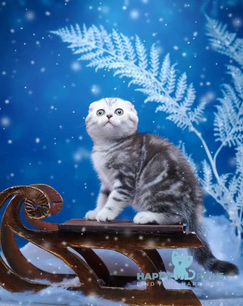 Silver Scottish Fold male black silver tabby live animals