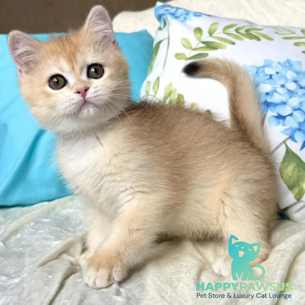 Silvia British Shorthair female black golden chinchilla - live animals