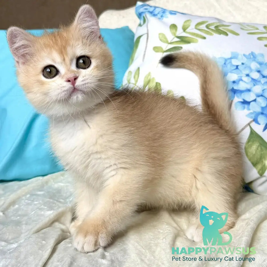 Silvia British Shorthair female black golden chinchilla - live animals