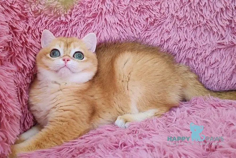 Silvia British Shorthair female black golden chinchilla live animals