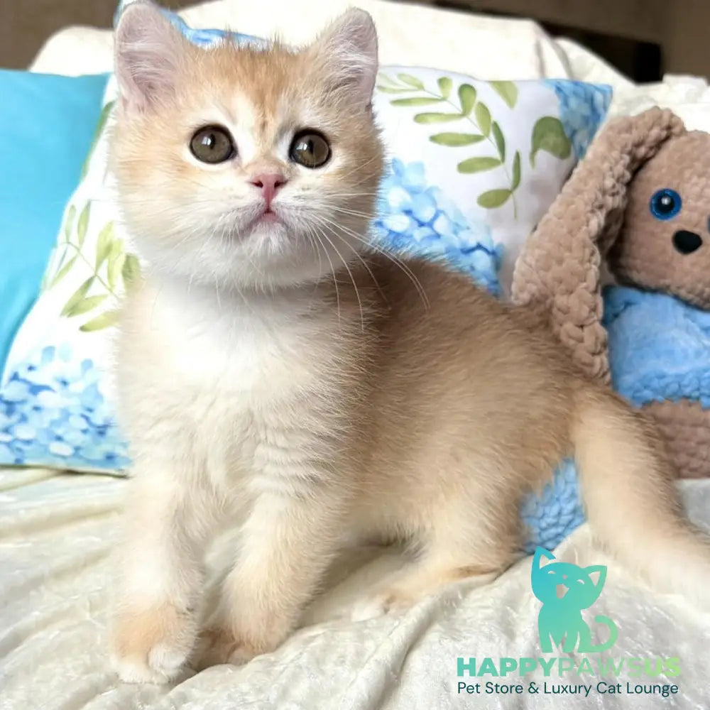 Silvia British Shorthair female black golden chinchilla - live animals