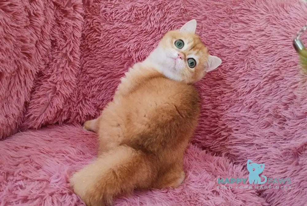 Silvia British Shorthair female black golden chinchilla live animals
