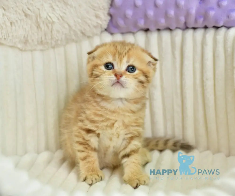Silvia Scottish Fold female chocolate golden spotted tabby live animals