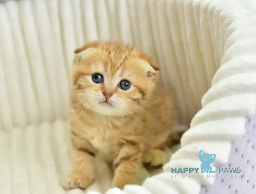 Silvia Scottish Fold female chocolate golden spotted tabby live animals