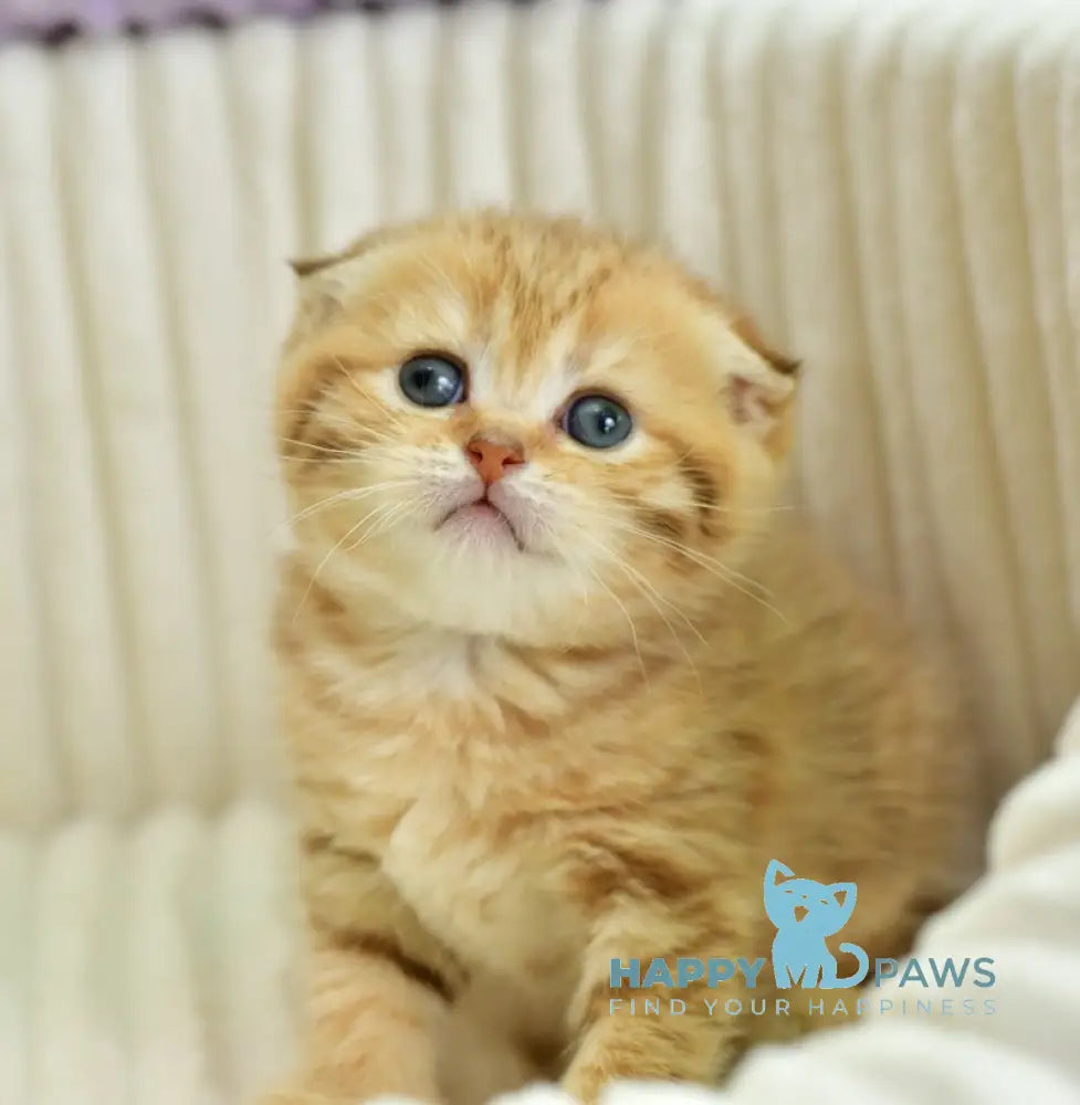 Silvia Scottish Fold female chocolate golden spotted tabby live animals