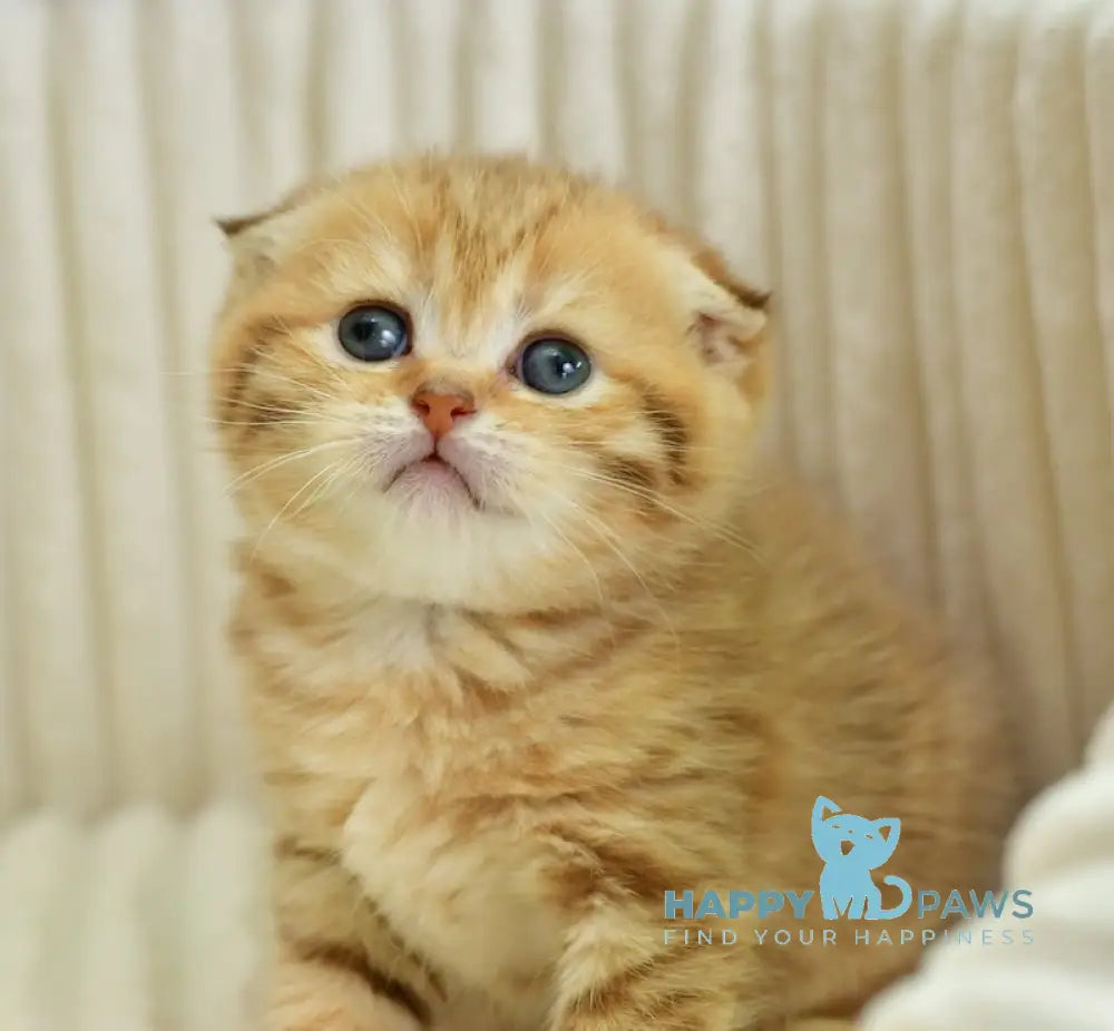 Silvia Scottish Fold female chocolate golden spotted tabby live animals