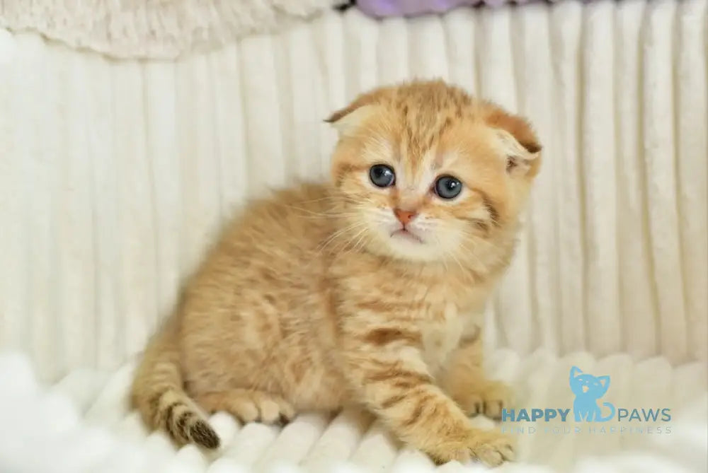 Silvia Scottish Fold female chocolate golden spotted tabby live animals