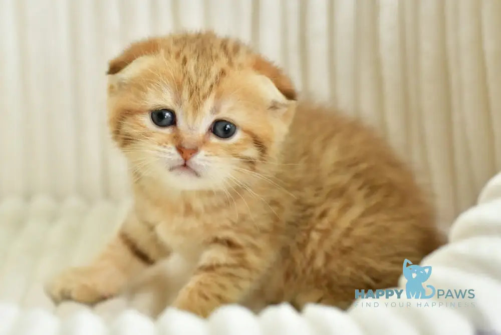Silvia Scottish Fold female chocolate golden spotted tabby live animals