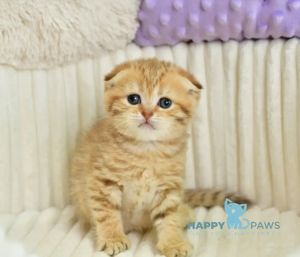 Silvia Scottish Fold female chocolate golden spotted tabby live animals