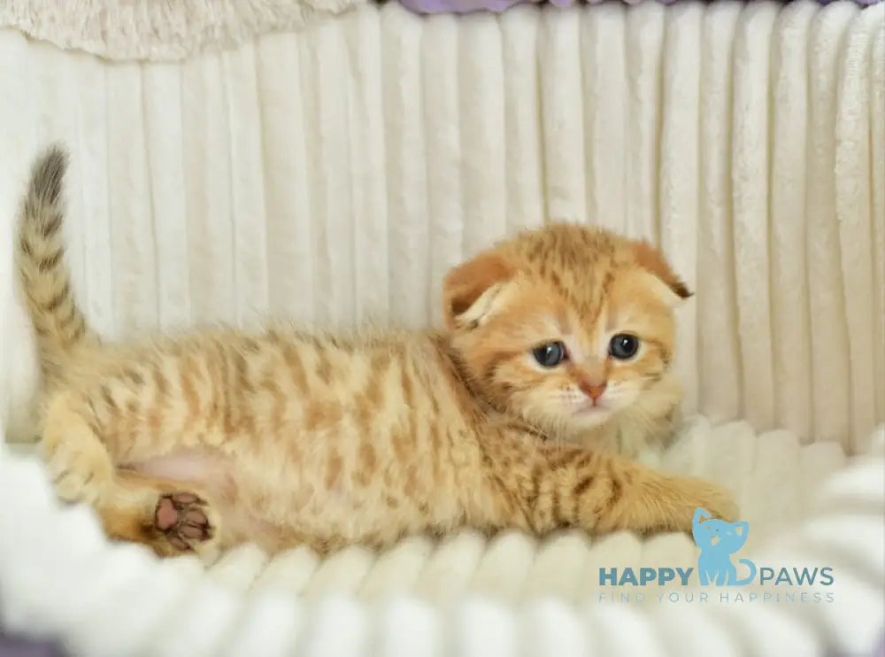 Silvia Scottish Fold female chocolate golden spotted tabby live animals
