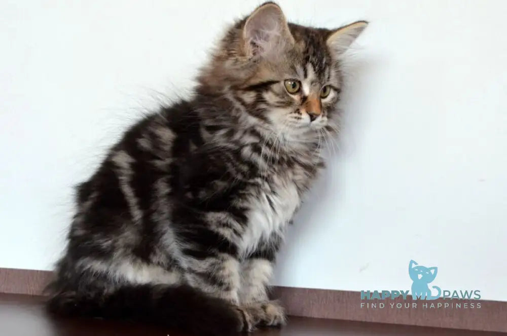 Silvia Siberian female black tabby live animals