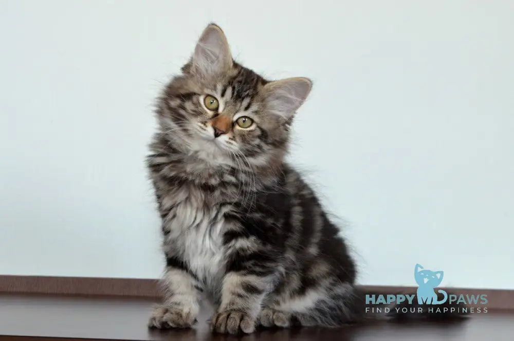 Silvia Siberian female black tabby live animals