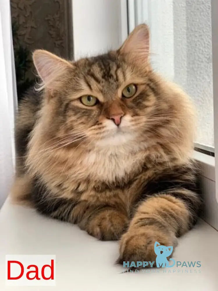 Silvia Siberian female black tabby live animals