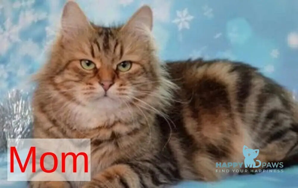 Silvia Siberian female black tabby live animals