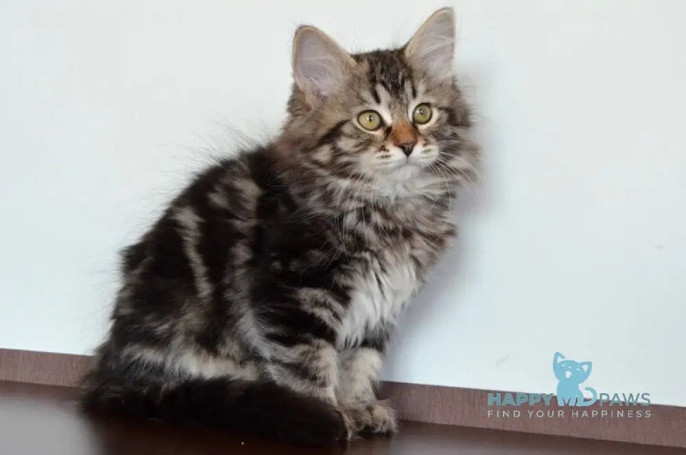 Silvia Siberian female black tabby live animals